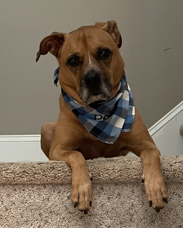 Pete, a Boxer and Australian Cattle Dog mix tested with EmbarkVet.com