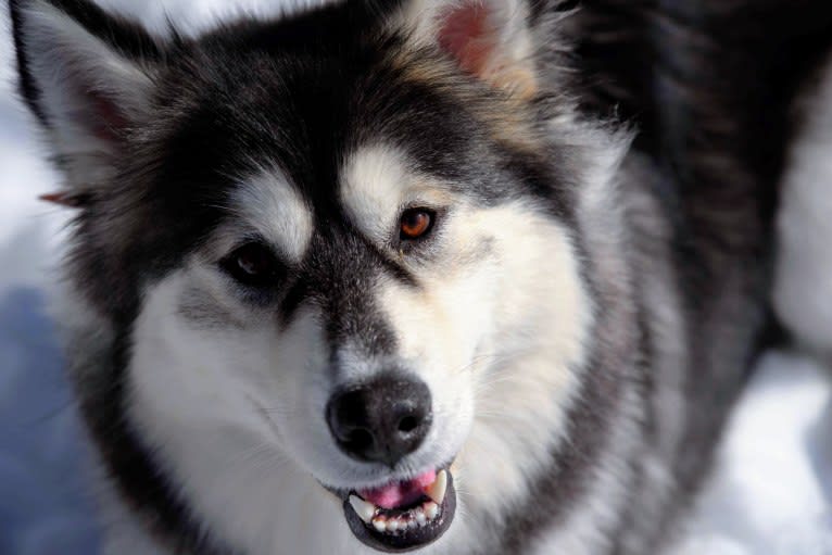 Luna, an Alaskan Malamute tested with EmbarkVet.com