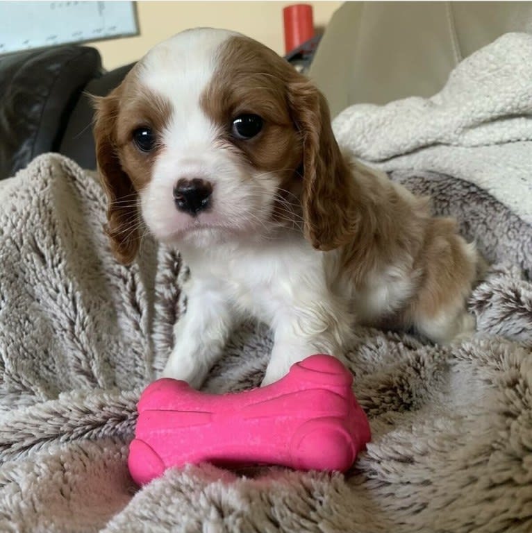 Princess Amelia the First (Millie), a Cavalier King Charles Spaniel tested with EmbarkVet.com