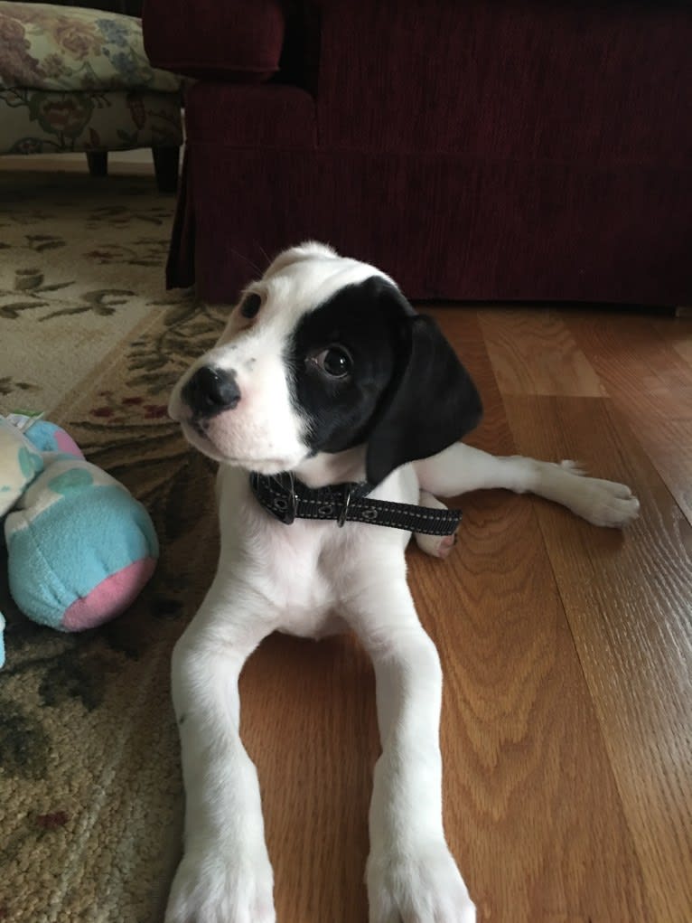 Hercules, a Cocker Spaniel and Boxer mix tested with EmbarkVet.com