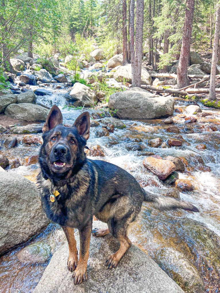 Booth vom Wahrsten, a German Shepherd Dog tested with EmbarkVet.com