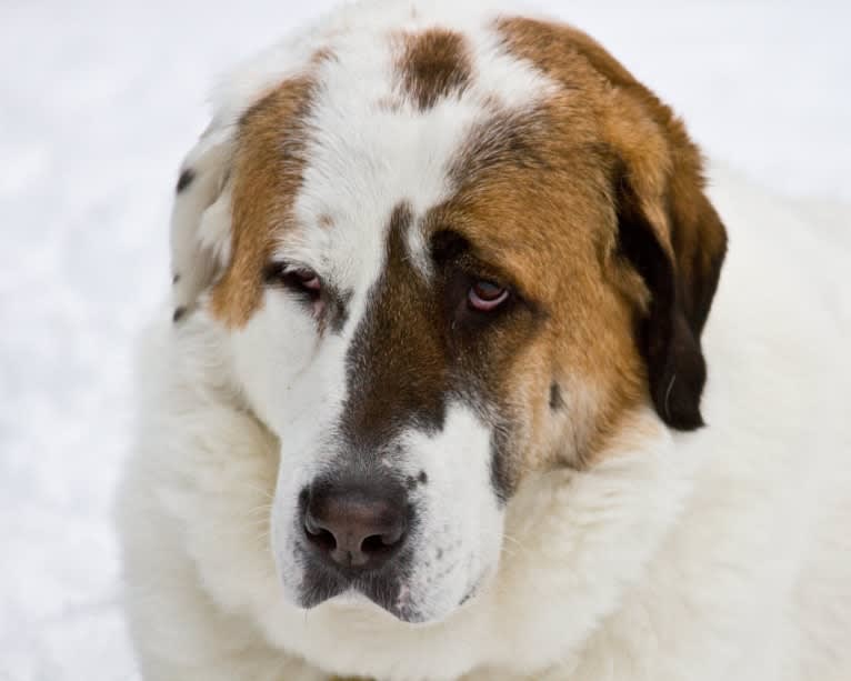 Ammo, a West Asian Village Dog tested with EmbarkVet.com