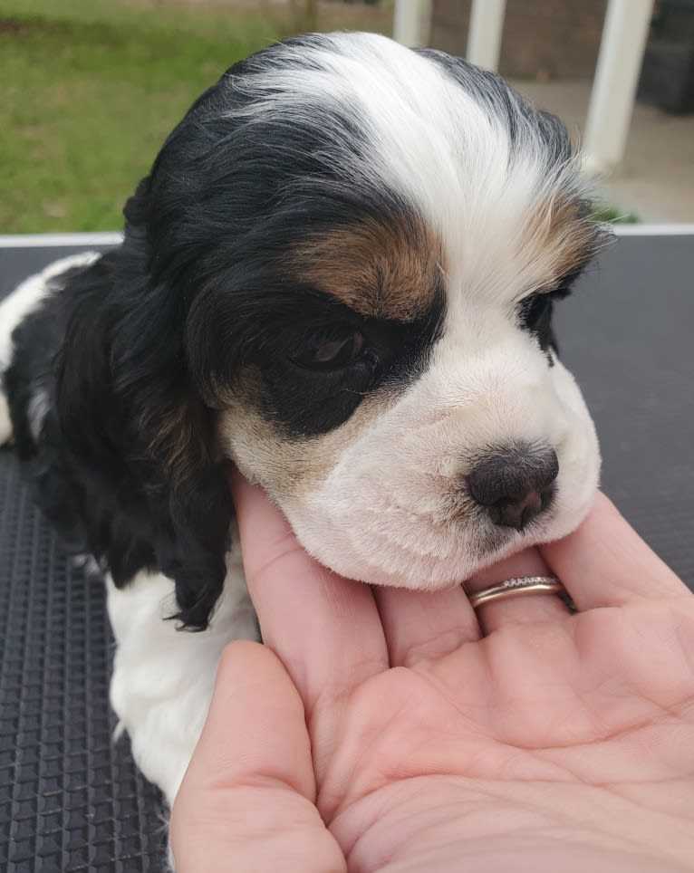 Pigeon, a Cocker Spaniel tested with EmbarkVet.com