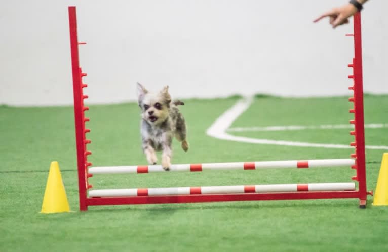 Ruby, a Bichon Frise and Brussels Griffon mix tested with EmbarkVet.com