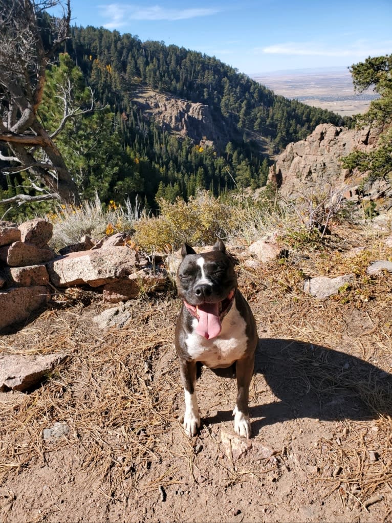 Rebel, an American Staffordshire Terrier tested with EmbarkVet.com