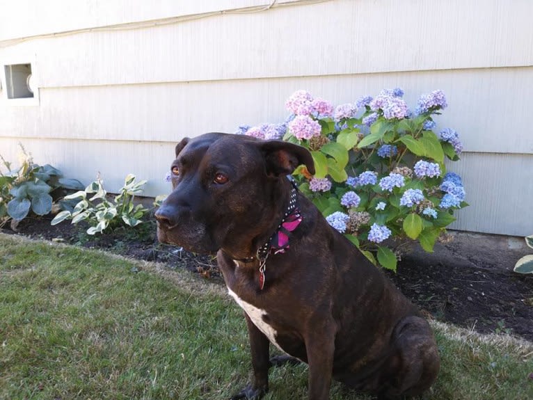 Luci Fur, an American Pit Bull Terrier and Rottweiler mix tested with EmbarkVet.com