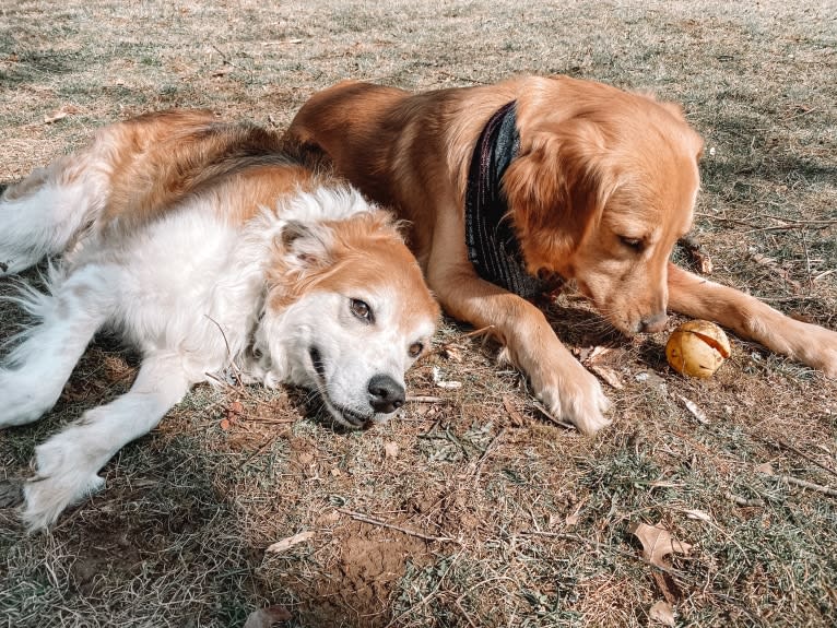 Marley, a Golden Retriever tested with EmbarkVet.com