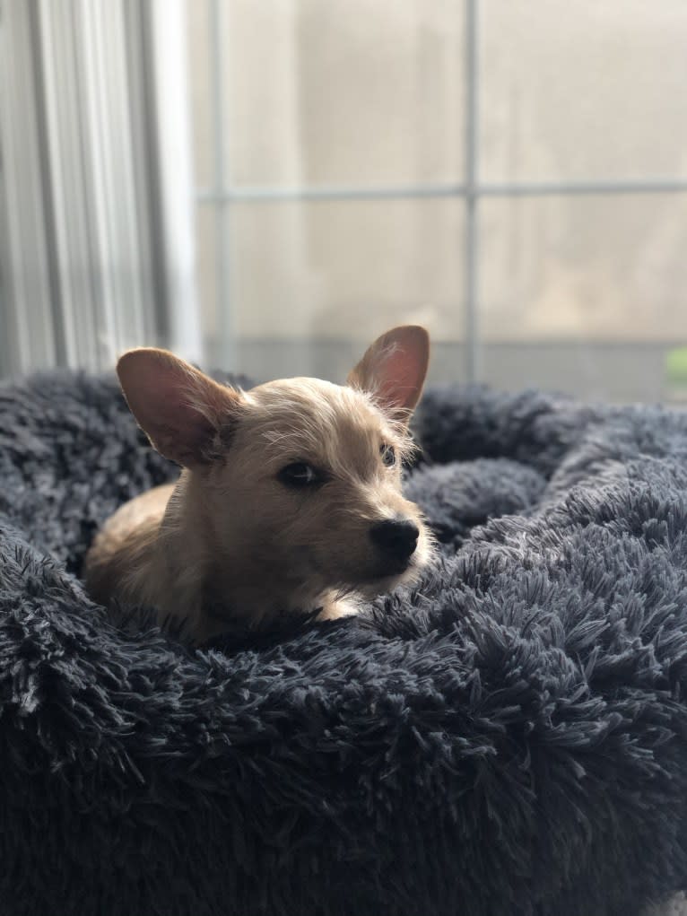 Retro, a Chihuahua and Poodle (Small) mix tested with EmbarkVet.com