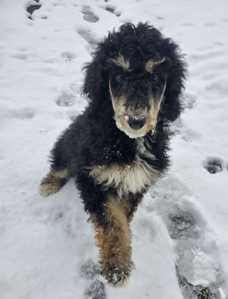 Murphy, a Poodle (Standard) tested with EmbarkVet.com