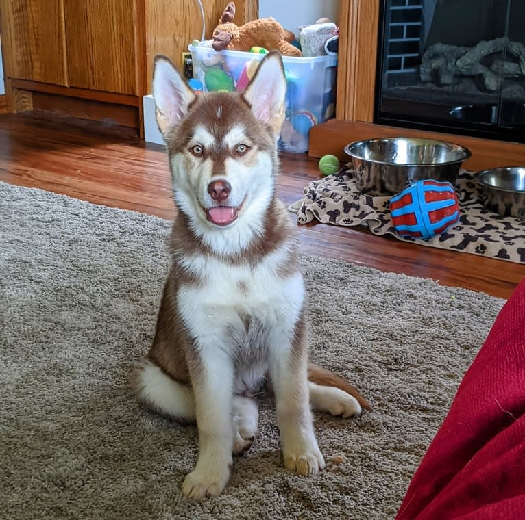 Gambit, a Siberian Husky and Australian Shepherd mix tested with EmbarkVet.com