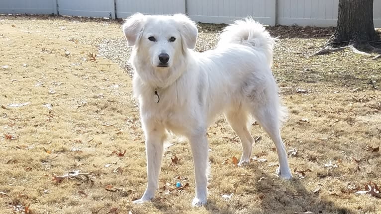 Luca, a Great Pyrenees and Pomeranian mix tested with EmbarkVet.com