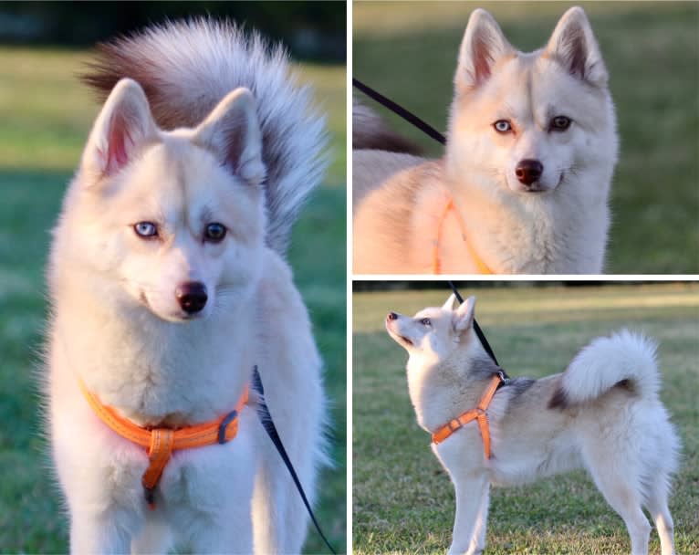 Lily-F3, a Pomsky tested with EmbarkVet.com