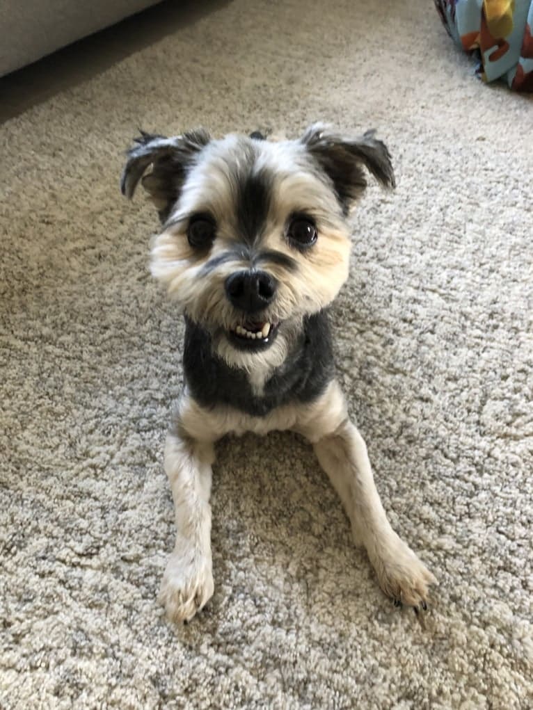 Milo, a Maltese and Yorkshire Terrier mix tested with EmbarkVet.com