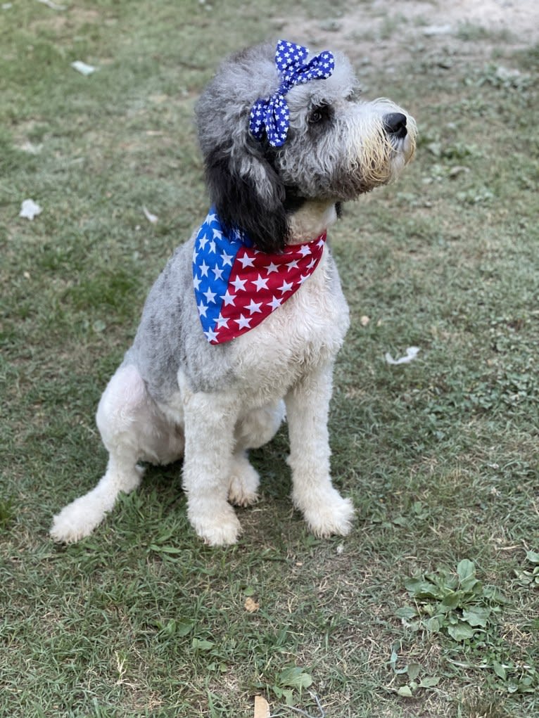 Cleopatra, a St. Berdoodle tested with EmbarkVet.com