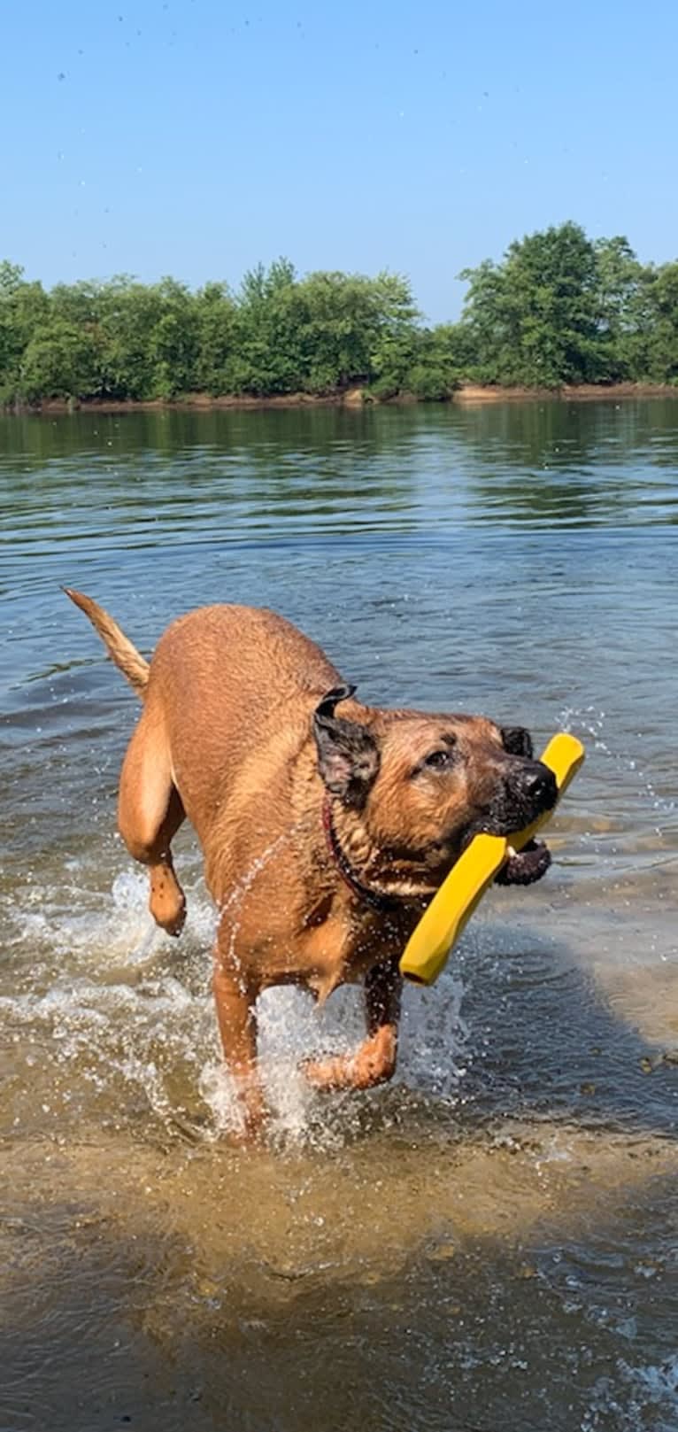 Vito, a Dutch Shepherd and Belgian Malinois mix tested with EmbarkVet.com