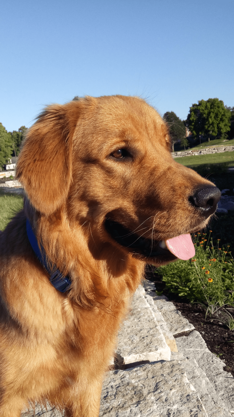 Pierre-luc, a Golden Retriever tested with EmbarkVet.com