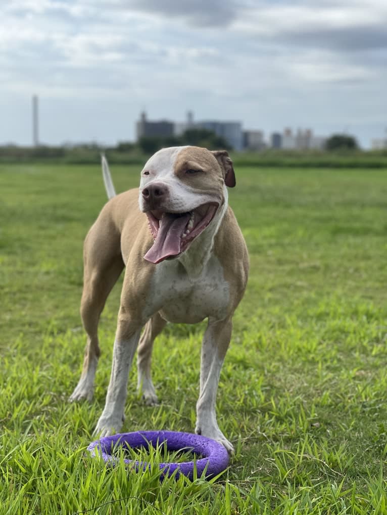 MEGA II, an American Pit Bull Terrier tested with EmbarkVet.com