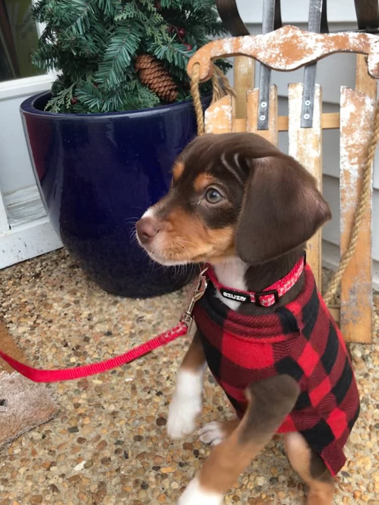 Beowulf, a Miniature Pinscher and Beagle mix tested with EmbarkVet.com