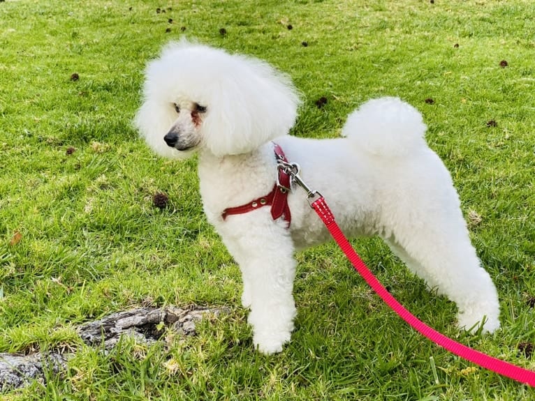 GiGi L'Amour, a Poodle (Small) tested with EmbarkVet.com