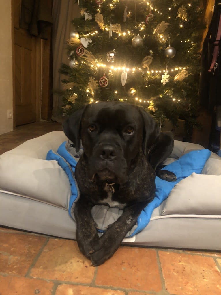 Islay, a Cane Corso and Neapolitan Mastiff mix tested with EmbarkVet.com