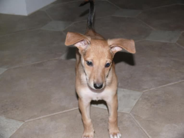 Banbury Cross Mochi, a Carolina Dog tested with EmbarkVet.com