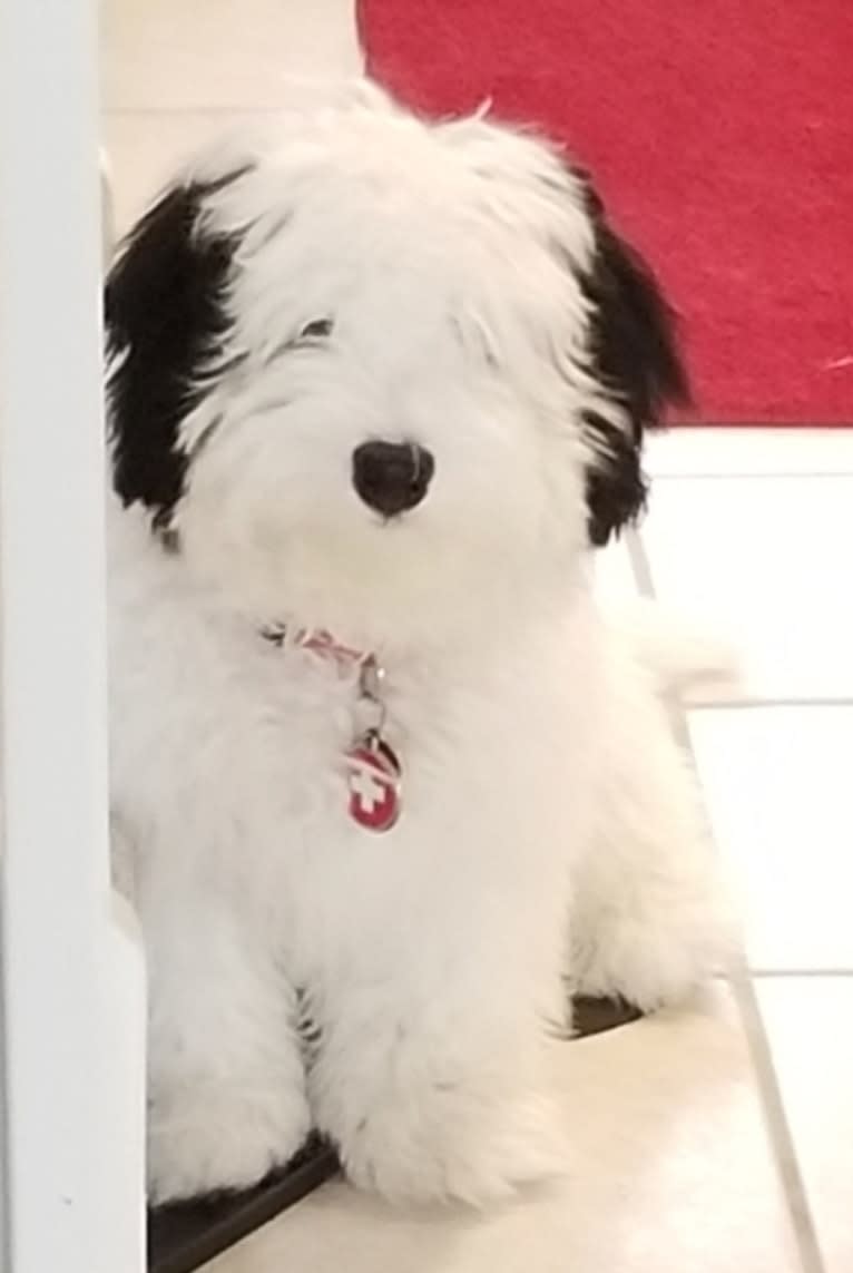 Bear, a Bernedoodle tested with EmbarkVet.com