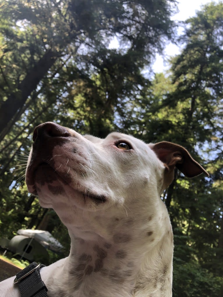 Molly Mae, an American Pit Bull Terrier and Australian Cattle Dog mix tested with EmbarkVet.com