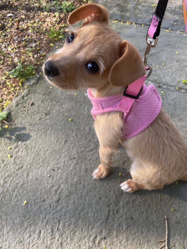 Jemma Amelie, a Chihuahua and Poodle (Small) mix tested with EmbarkVet.com