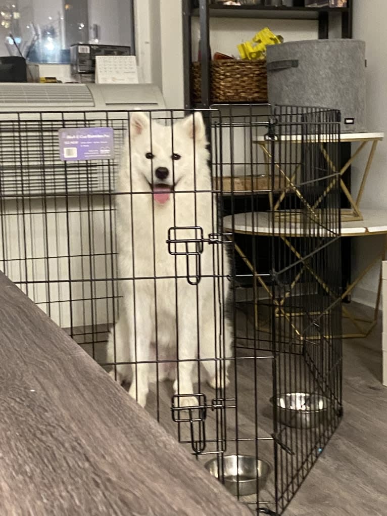 Acetone, a Samoyed tested with EmbarkVet.com