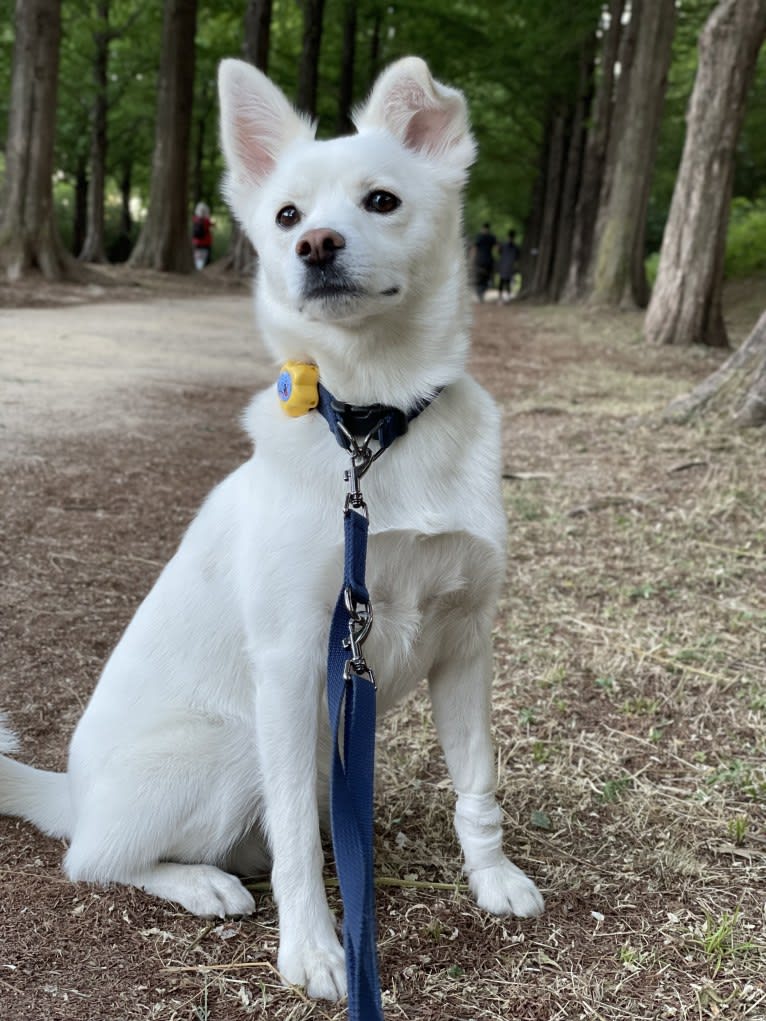 Laang, a Japanese or Korean Village Dog tested with EmbarkVet.com