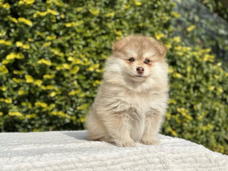 Saffron, a Finnish Lapphund tested with EmbarkVet.com