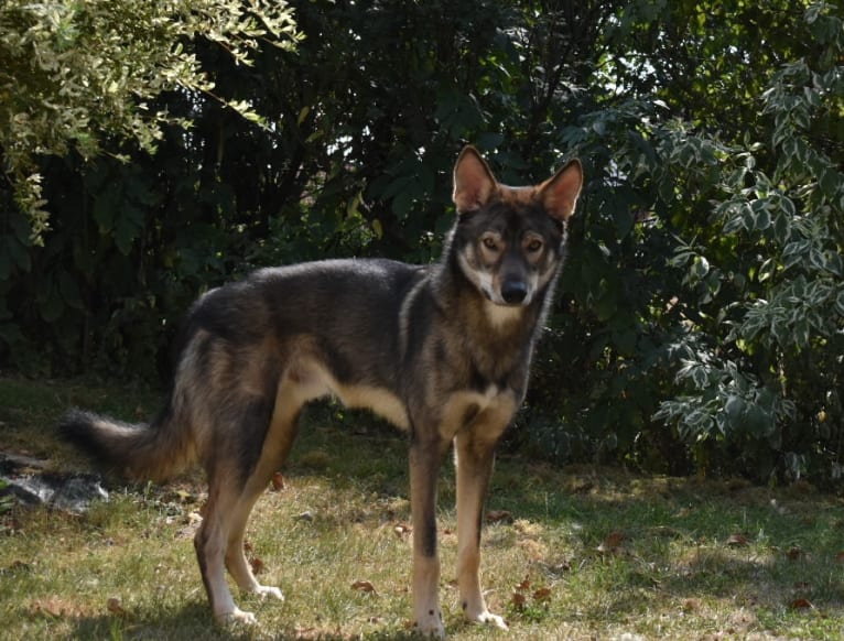 Askan, a German Shepherd Dog and Siberian Husky mix tested with EmbarkVet.com