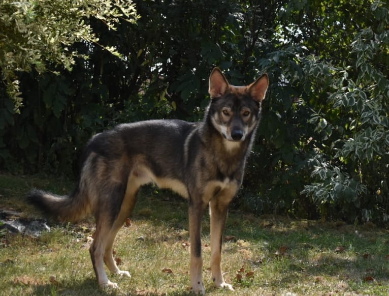 Tamaskan german outlet shepherd mix