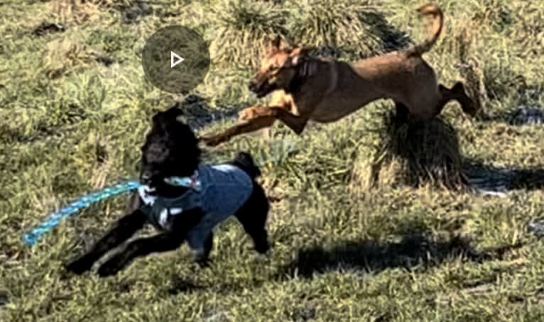 Leonardo, a Doberman Pinscher and Australian Shepherd mix tested with EmbarkVet.com