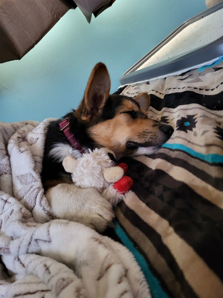 Aurora, a Pembroke Welsh Corgi and Miniature/MAS-type Australian Shepherd mix tested with EmbarkVet.com