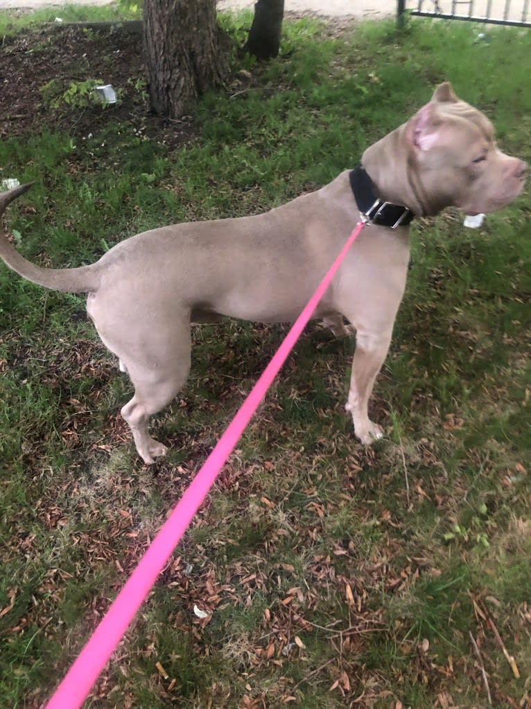 Giannis, an American Bully tested with EmbarkVet.com