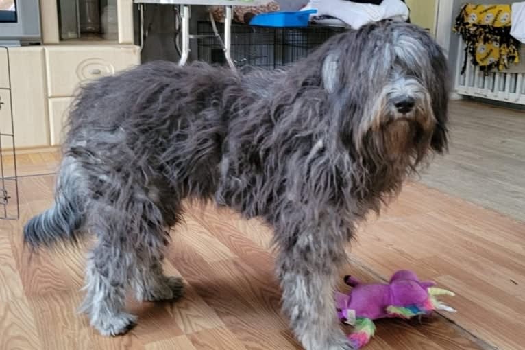 Kitti, a Bergamasco Sheepdog tested with EmbarkVet.com