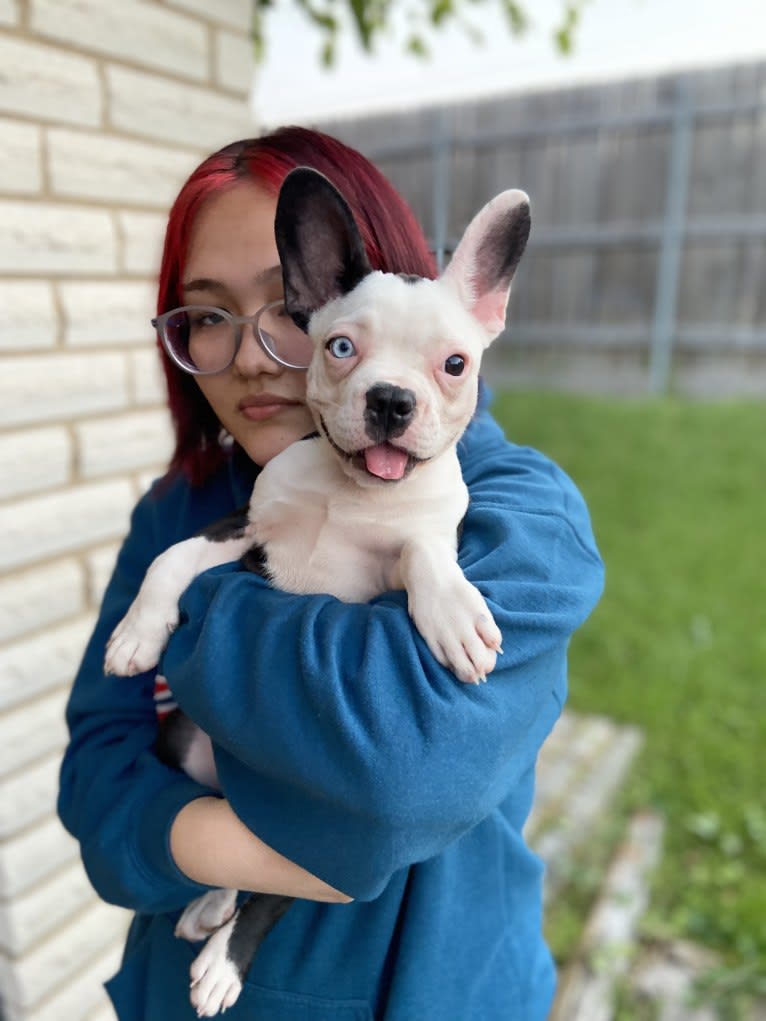 Luna, a French Bulldog and Boston Terrier mix tested with EmbarkVet.com