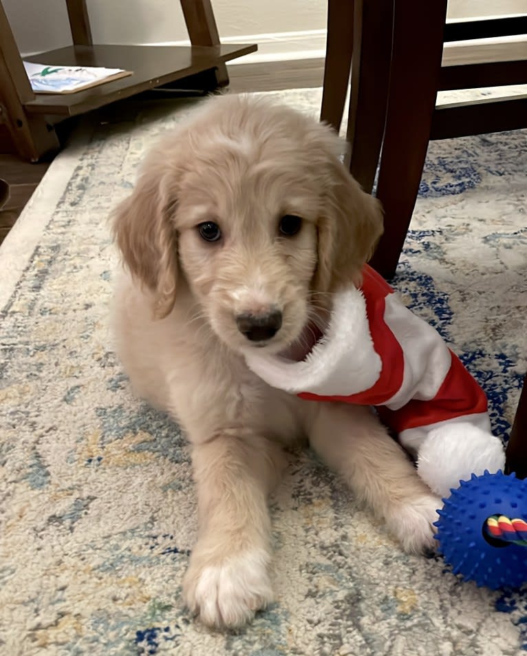 Charlie, a Golden Retriever and Poodle (Standard) mix tested with EmbarkVet.com