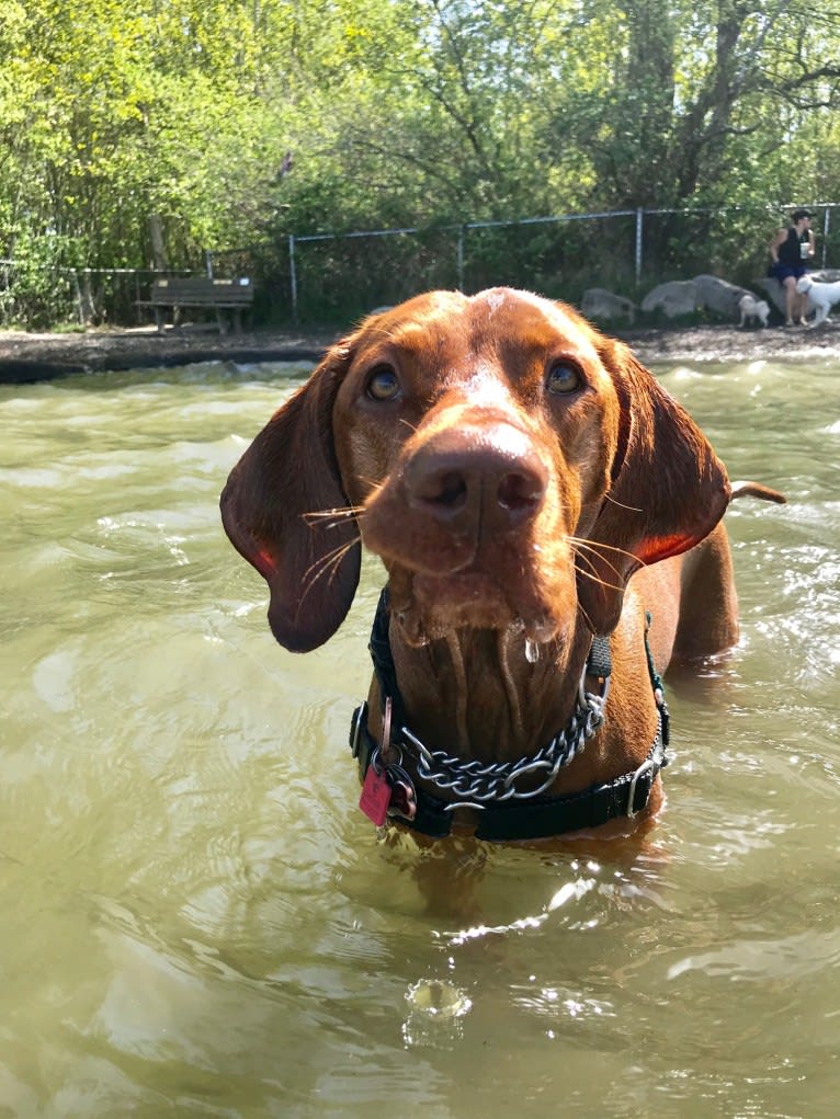 Ari, a Vizsla tested with EmbarkVet.com