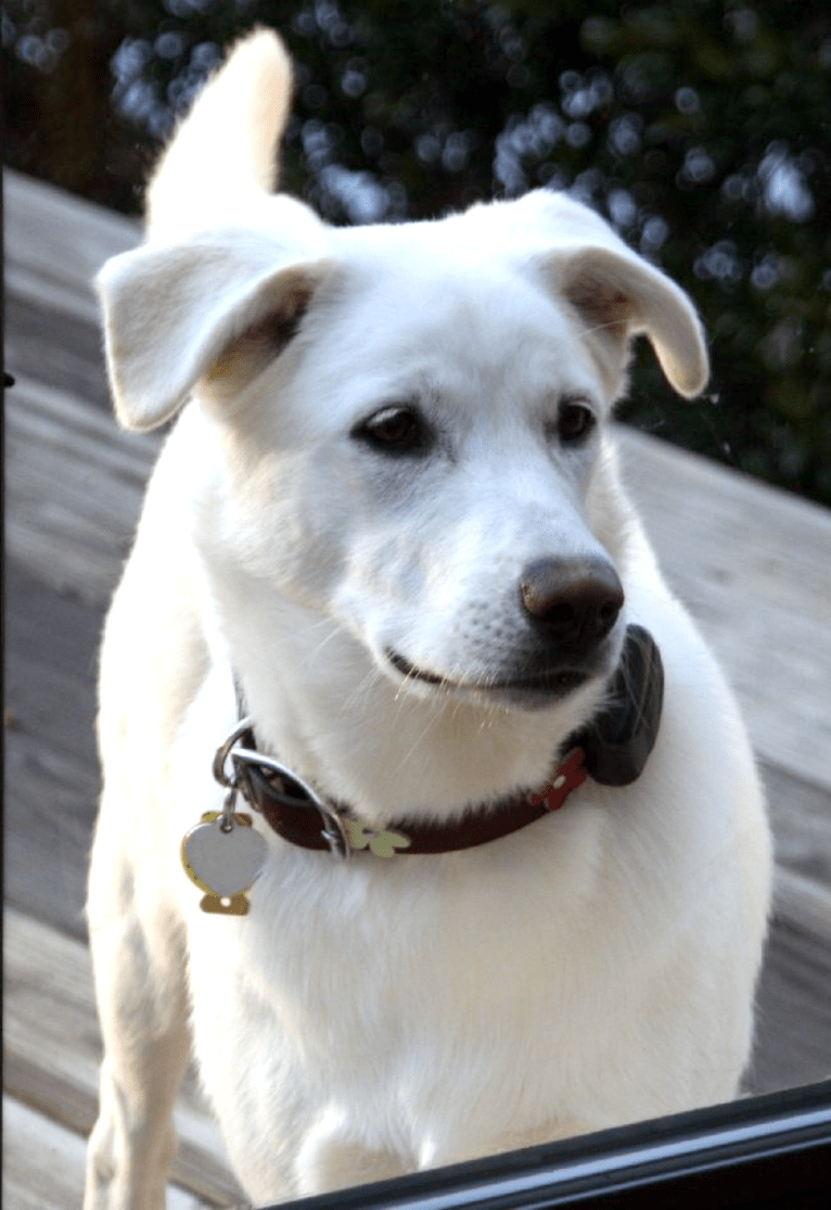 Vega, a Labrador Retriever and Siberian Husky mix tested with EmbarkVet.com