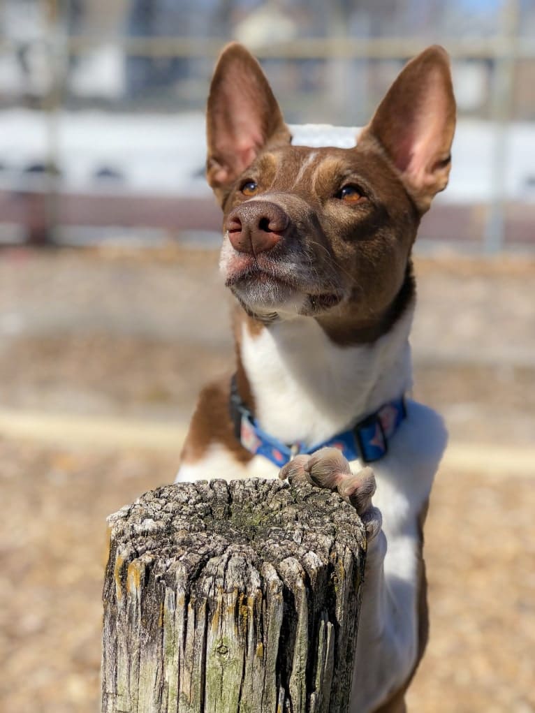 Gemini, a Border Collie and Australian Shepherd mix tested with EmbarkVet.com