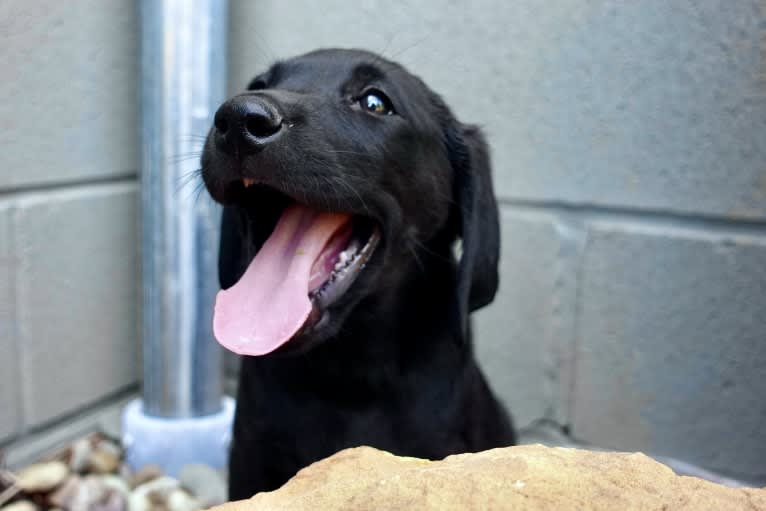 Apa, a Labrador Retriever tested with EmbarkVet.com