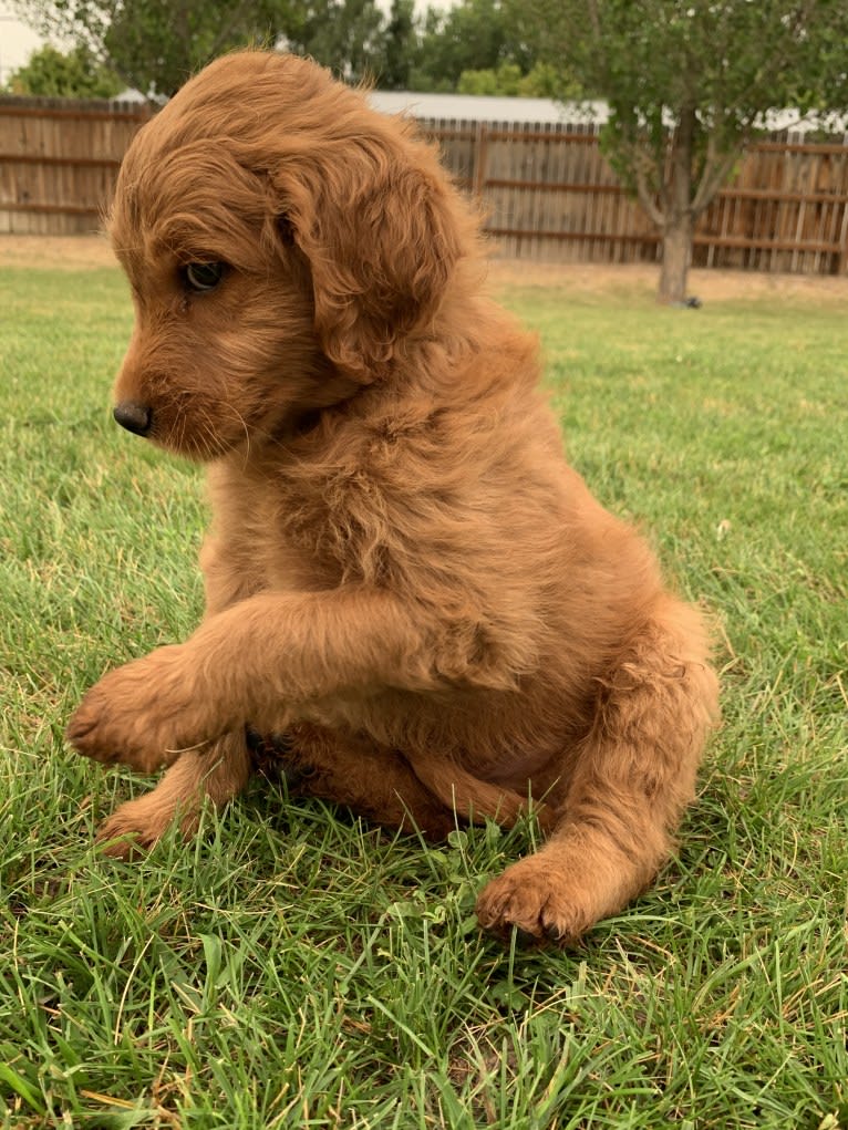 Gray Collar, a Goldendoodle tested with EmbarkVet.com