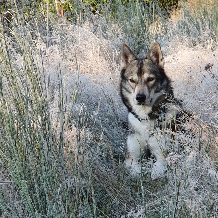 Photo of Namida, a Siberian Husky, German Shepherd Dog, and Alaskan Malamute mix in Niederlande