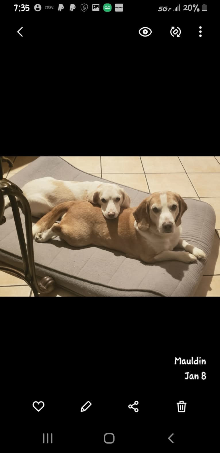 Sweety, a Beagle (5.5% unresolved) tested with EmbarkVet.com