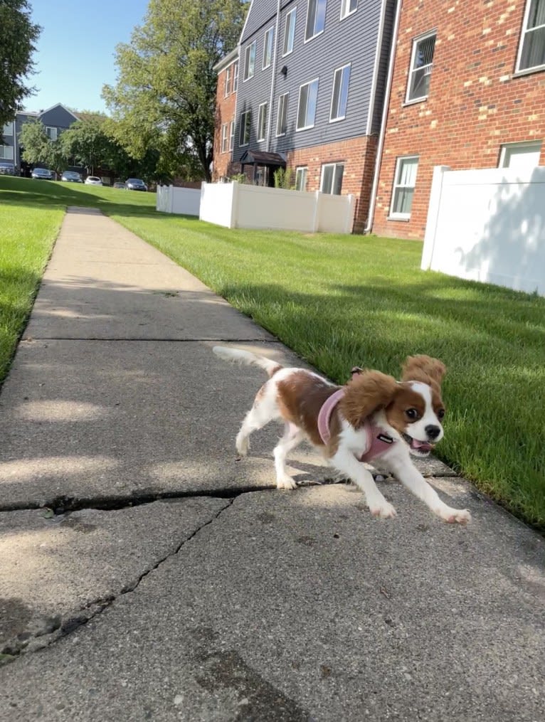 Lucky, a Cavalier King Charles Spaniel tested with EmbarkVet.com
