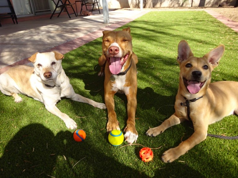 Bean, a Chow Chow and Chihuahua mix tested with EmbarkVet.com