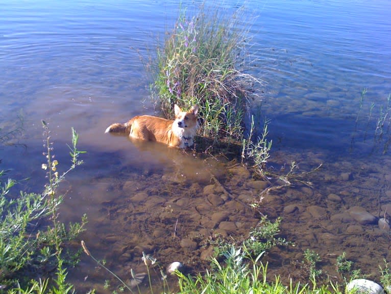 Wizard, a Pembroke Welsh Corgi and Border Collie mix tested with EmbarkVet.com