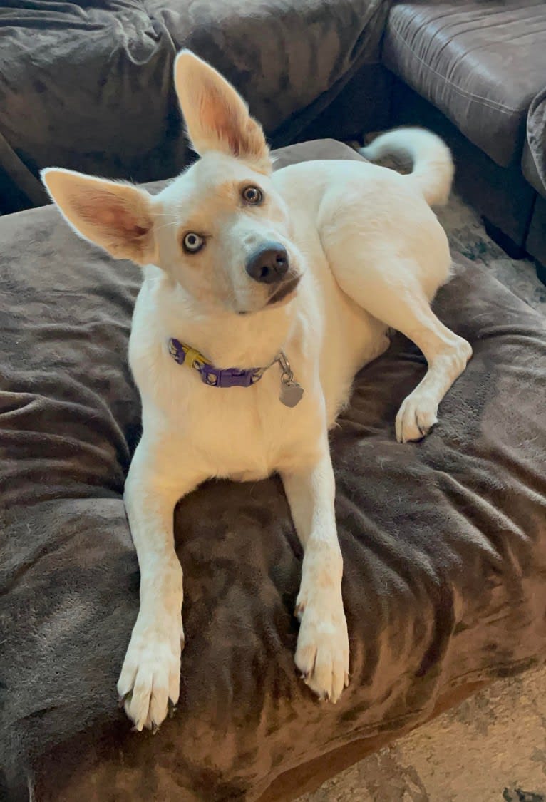 Princess Luna Rose, an Australian Cattle Dog and Siberian Husky mix tested with EmbarkVet.com